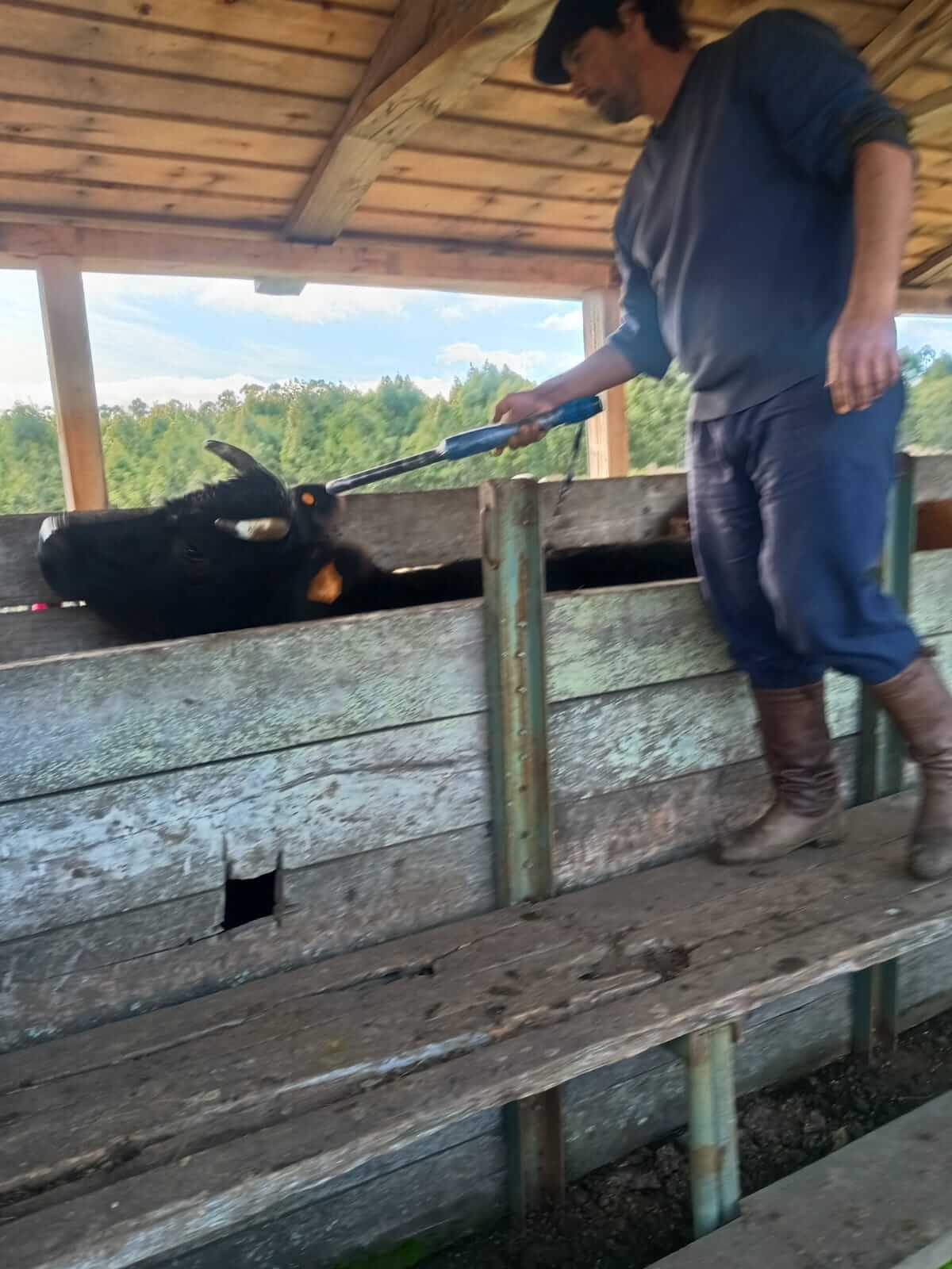 Sanidad bovina Uruguay David Culñev
